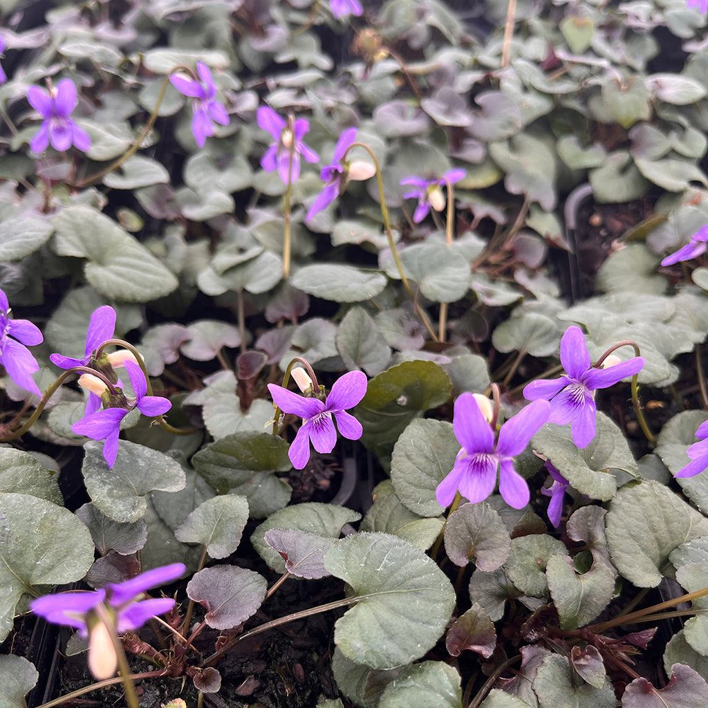 Viola Labradorica Purpurea Viola Alpine Violet Plants For Spaces