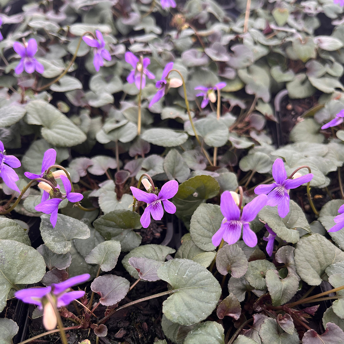 Viola labradorica purpurea