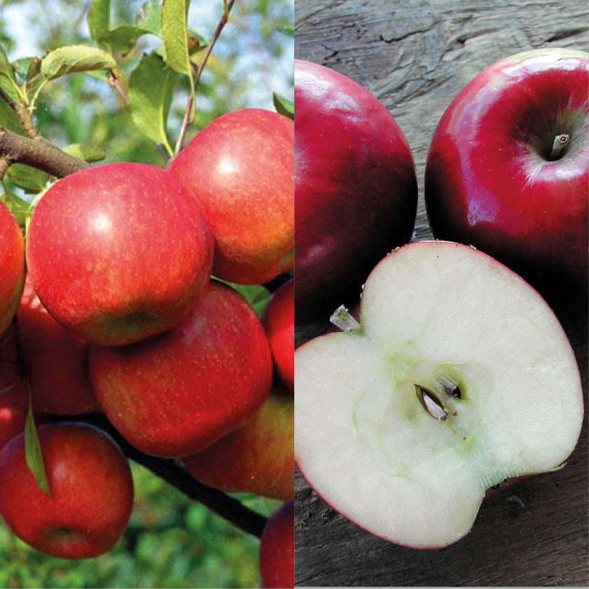 Apple Pollinating Duo - 'Fuji' and 'Jonathan'
