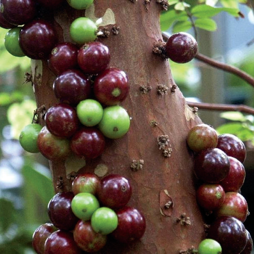 Jaboticaba