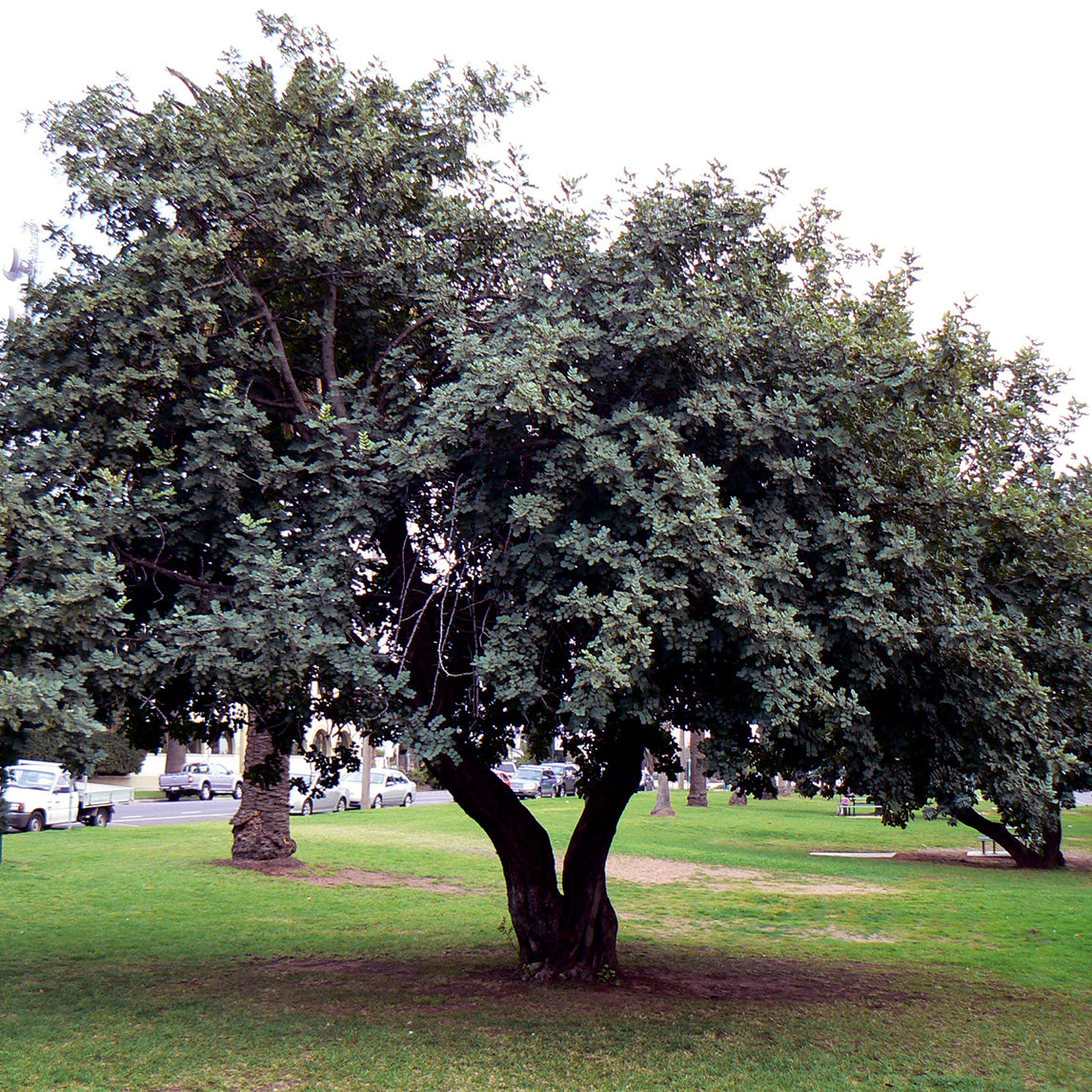 Carob Tree