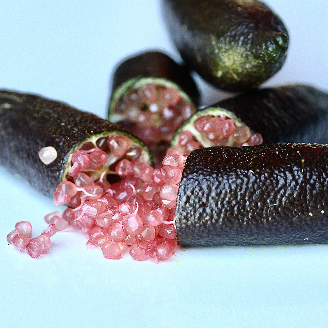 Finger Lime 'BXL'