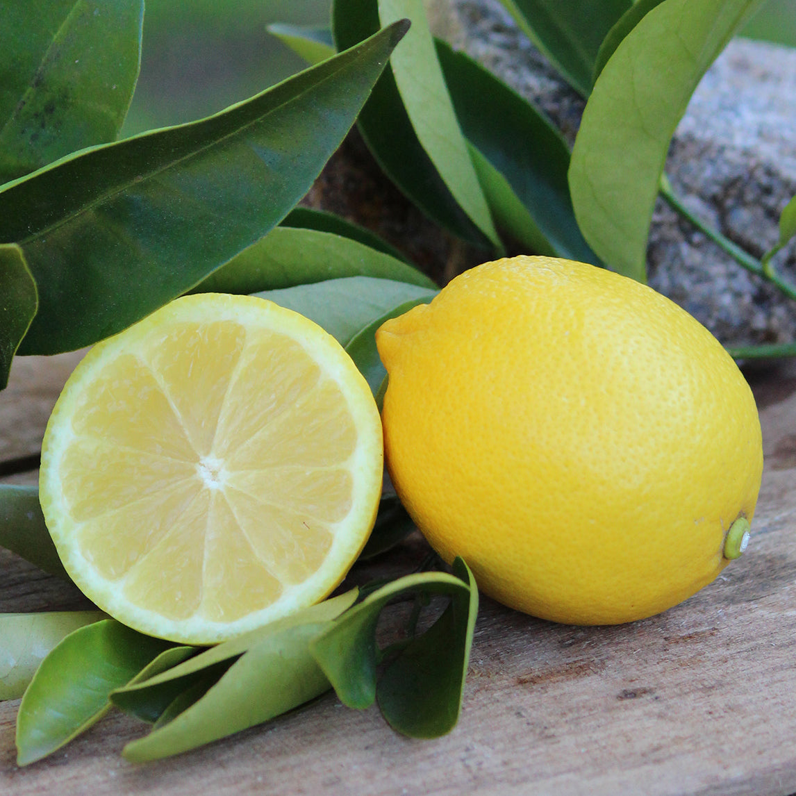 Lemon 'Lisbon'
