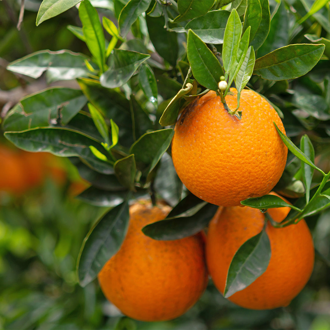 Orange 'Navelina' - Trifoliata