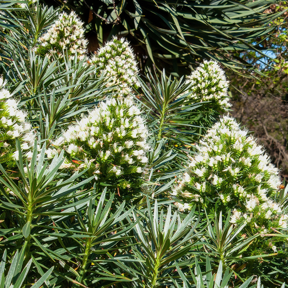 Echium leucophaeum