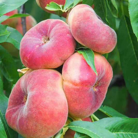 Peach 'Angel'