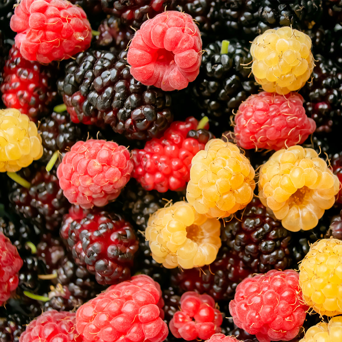 Floricane Collection