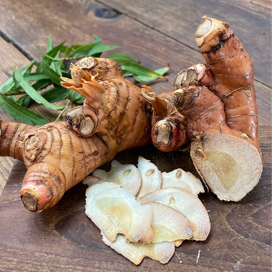 Galangal - Potted plant