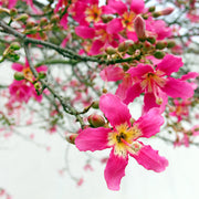 Pink Silk Floss Tree