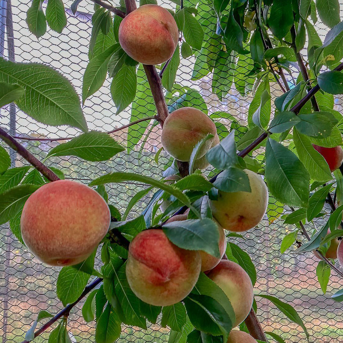 Peach 'Brigg's Red May'