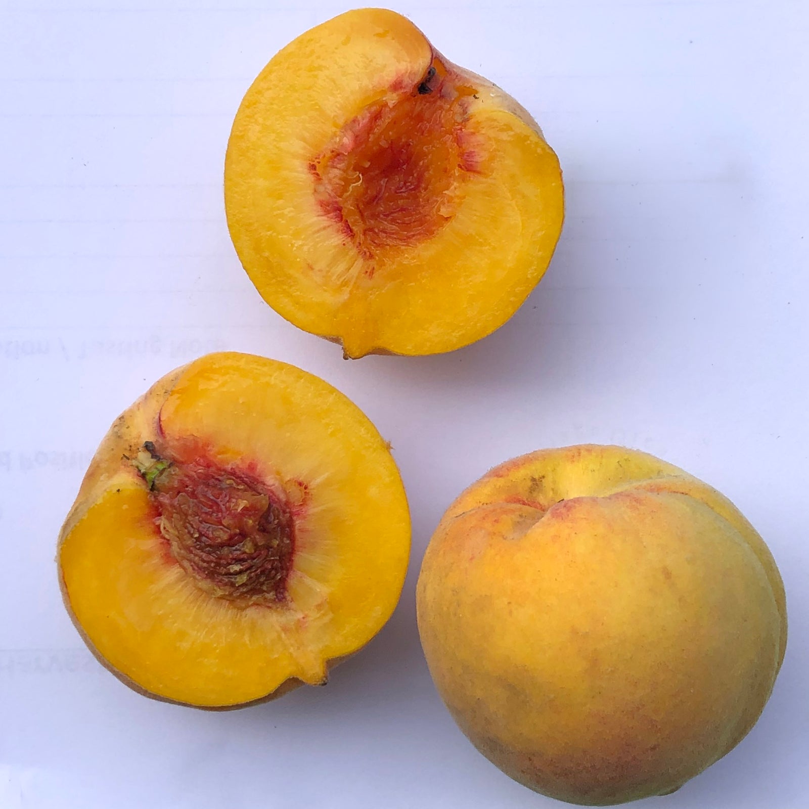 Peach 'Cling Pullar'