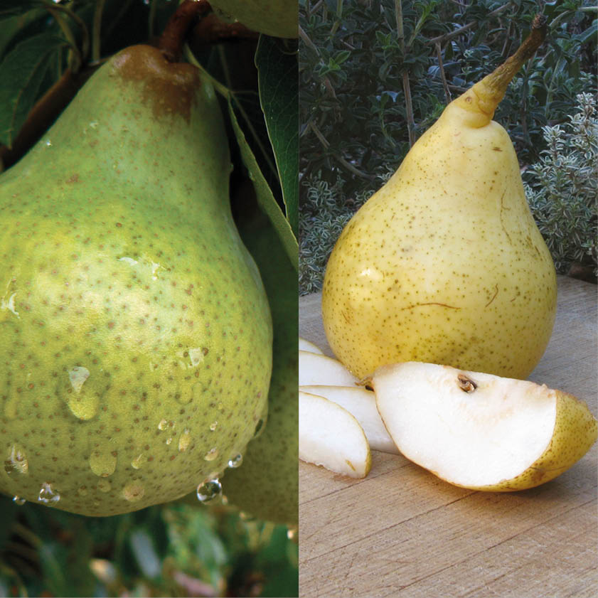 Pear Pollinating Duo - Packham’s Triumph’& ‘Josephine De Malines’