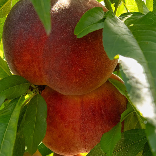 Peach 'Flavorcrest'