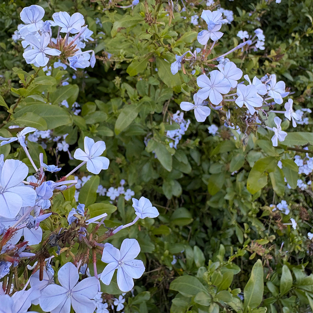 Plumbago 'Blue'