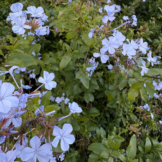 Plumbago 'Blue'