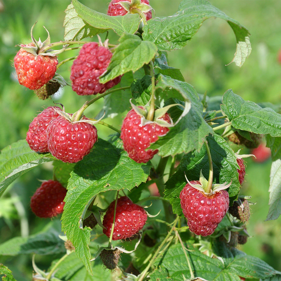 Fabro Raspberry Root Digger Raspberry 'Sandford' - The Diggers Club