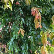 Weeping Lilly Pilly