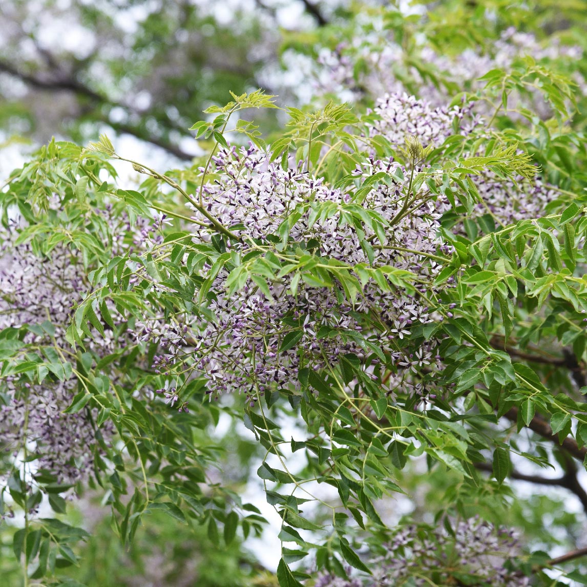 White Cedar