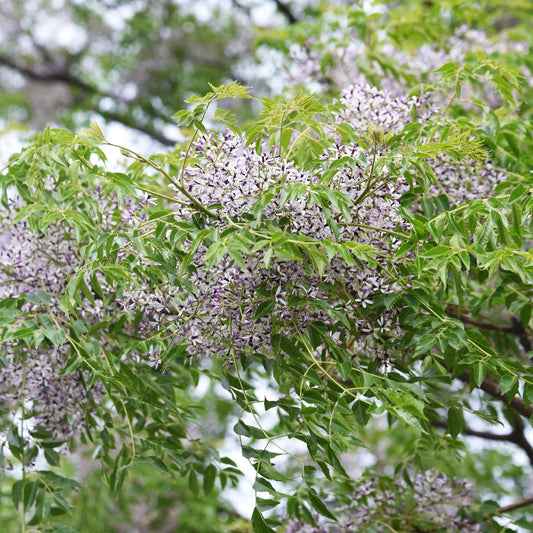 White Cedar