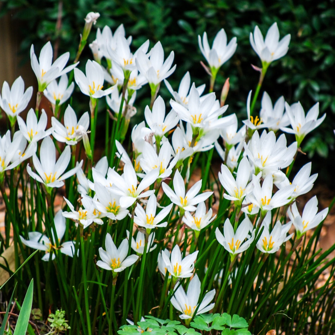 White Rain Lily