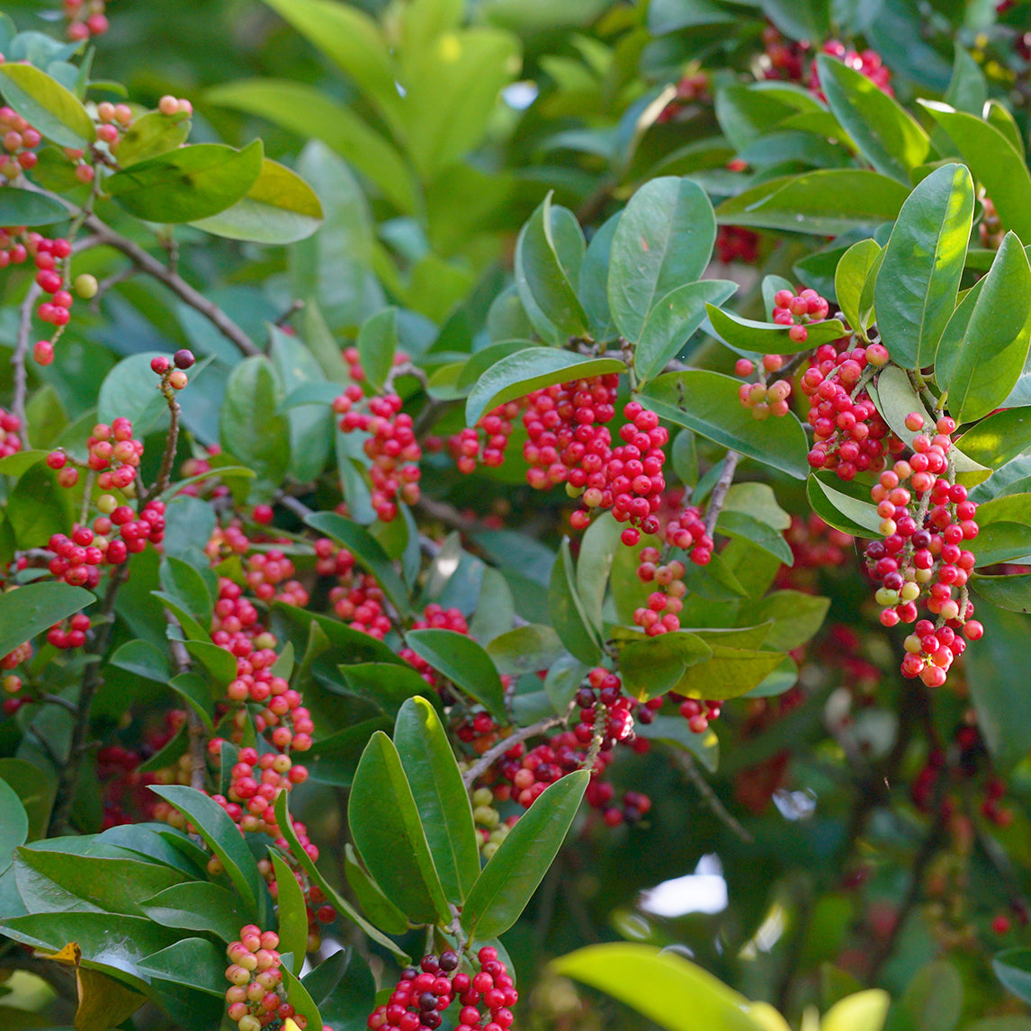 Wild Currant