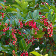 Wild Currant