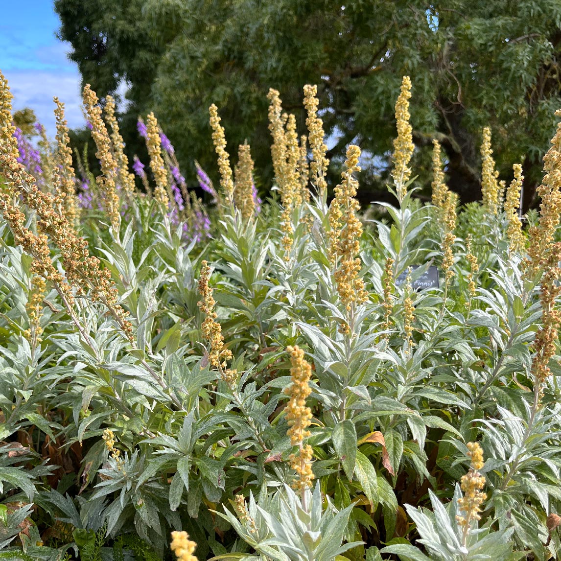 Wormwood 'Valerie Finnis'