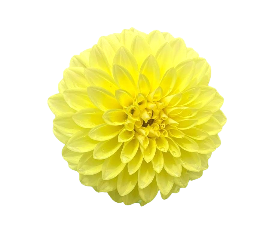 Dahlia 'XanZu Shelly' Tuber