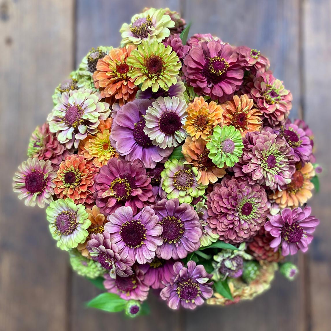 Zinnia Autumn Sky Mix