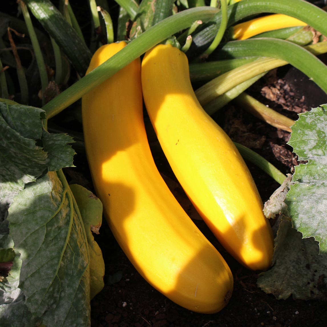 Zucchini 'Golden'