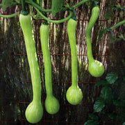 Zucchini 'Tromboncino'