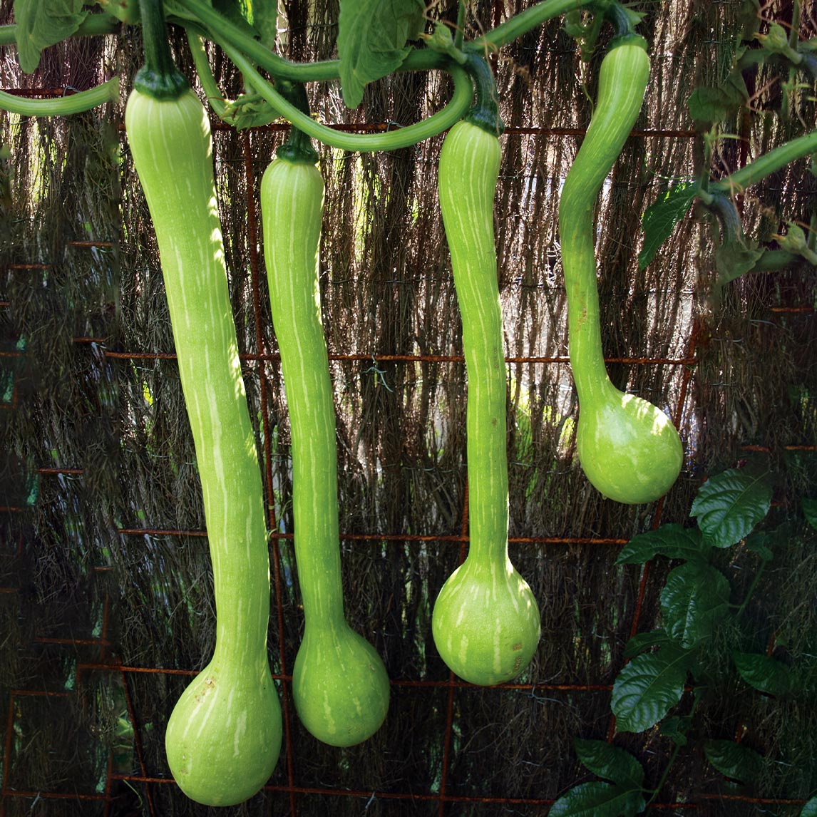Zucchini &#39;Tromboncino&#39;