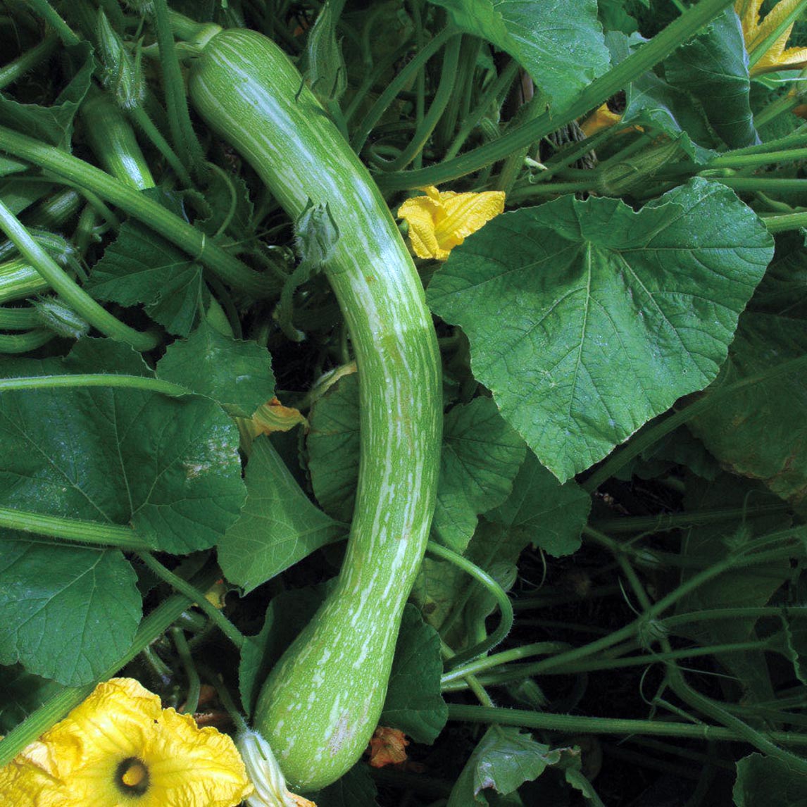 Zucchini &#39;Tromboncino&#39;