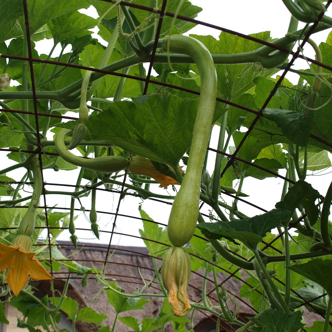 Zucchini &#39;Tromboncino&#39;