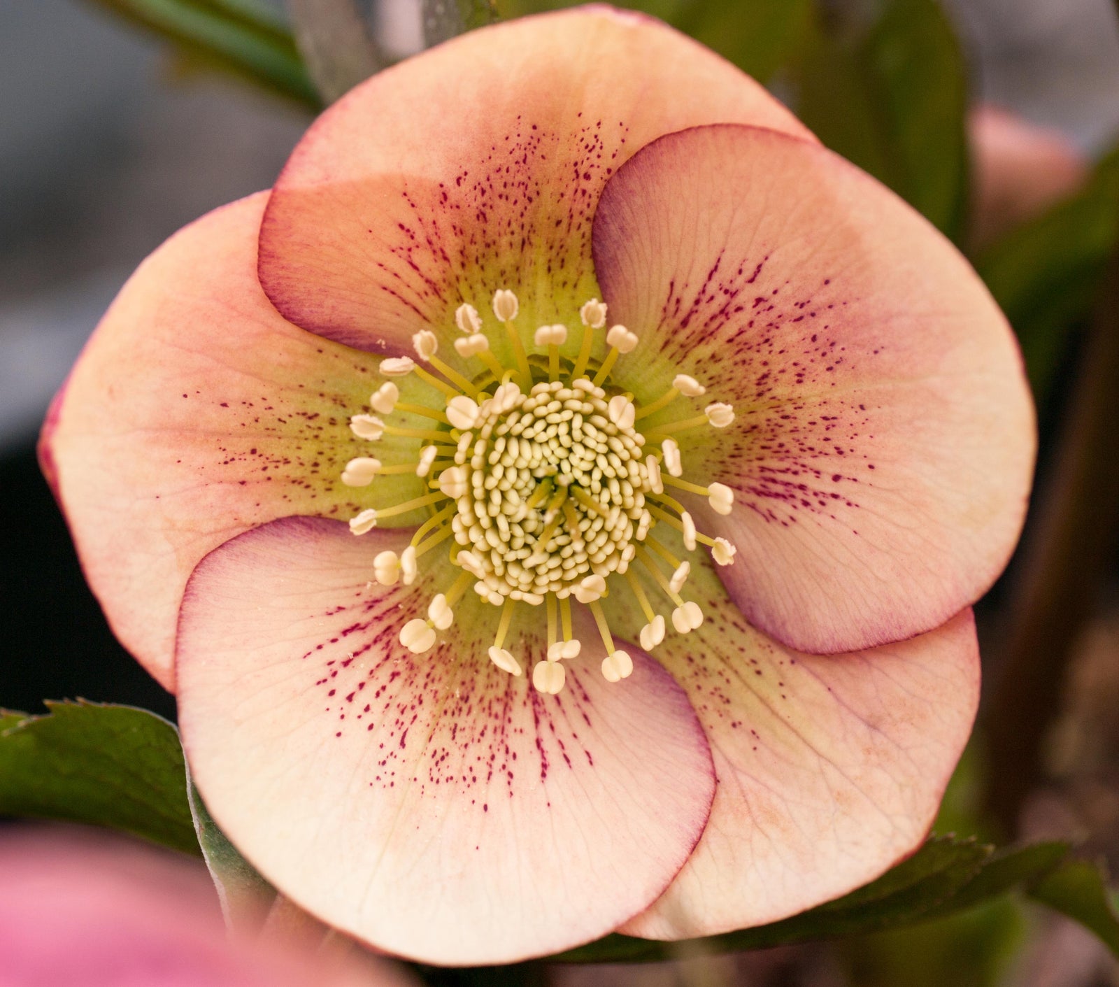 Hellebore 'Apricot Spotted'