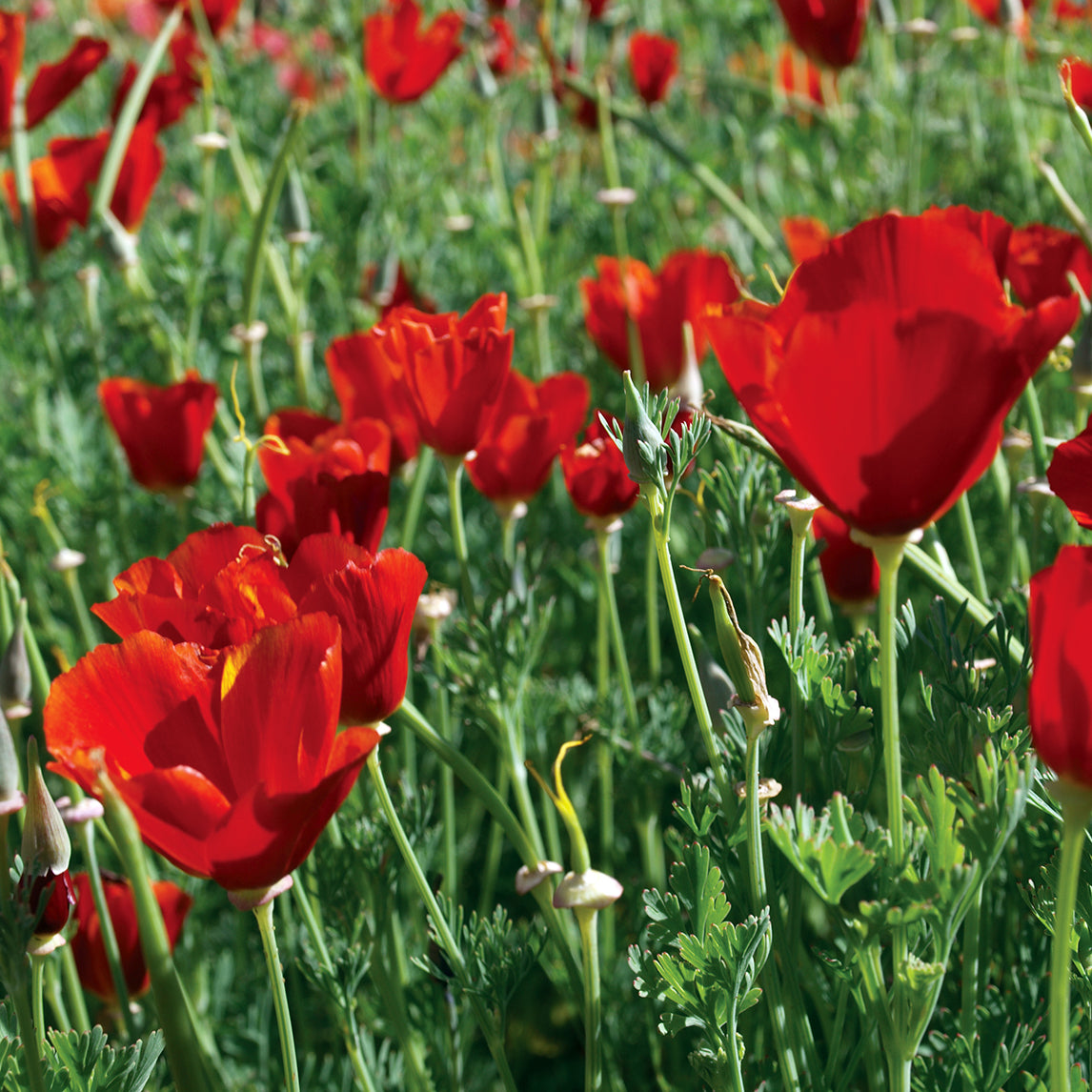 Free Californian Poppy 'Red Chief' - Free Seed Offer