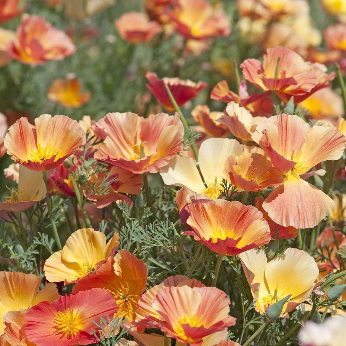 Free Californian Poppy 'Apricot Chiffon' - Free Seed Offer
