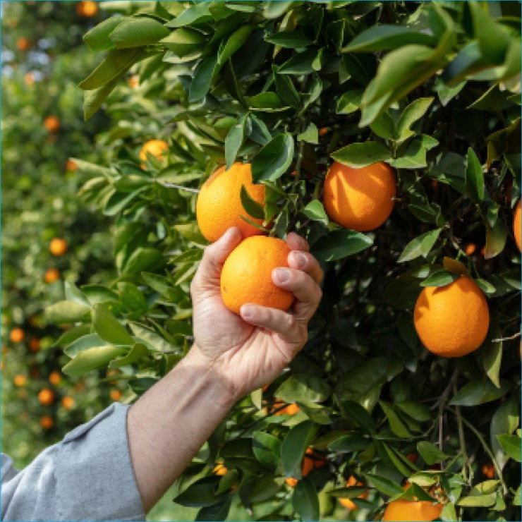 Caring for Citrus Workshop 2024