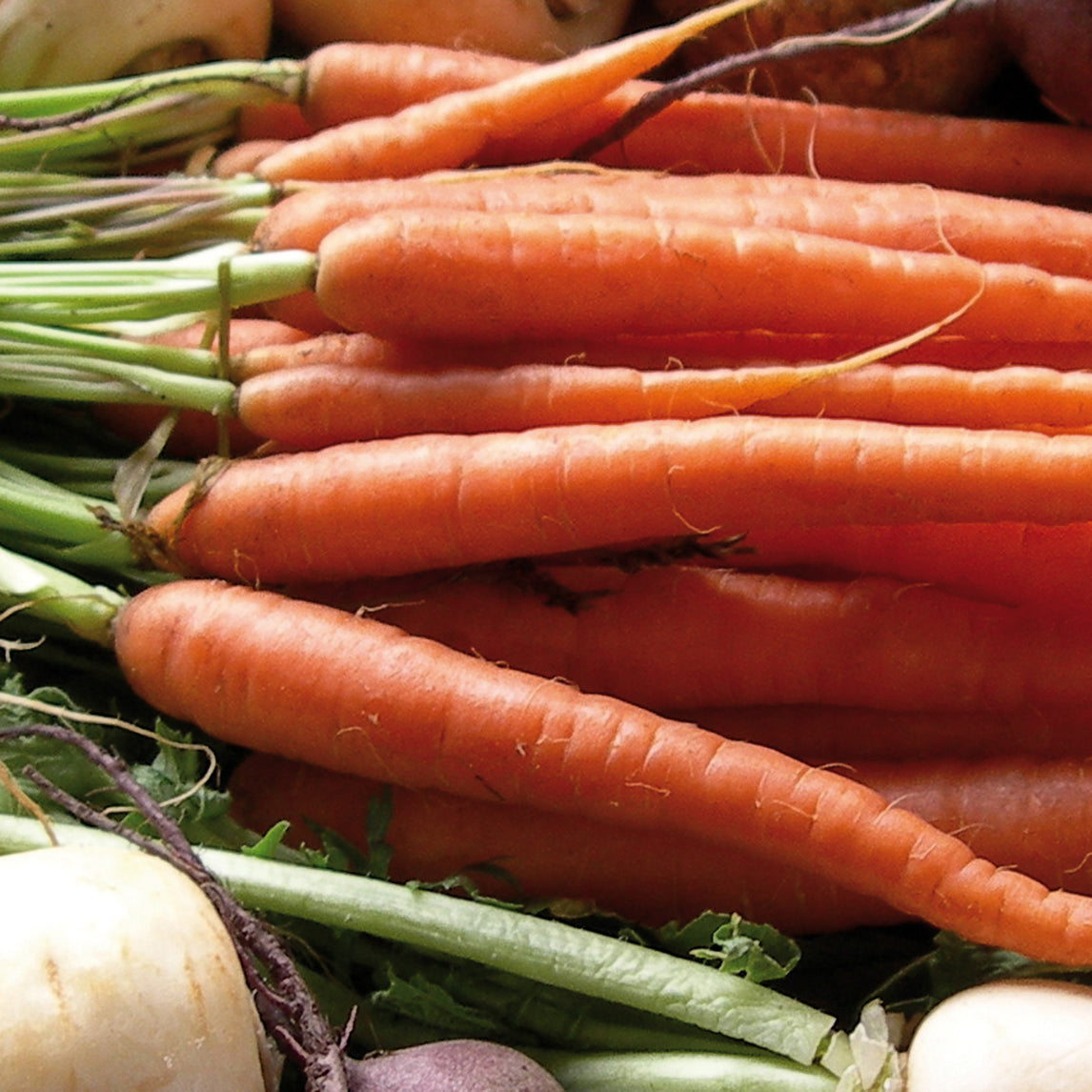 Carrot Baby
