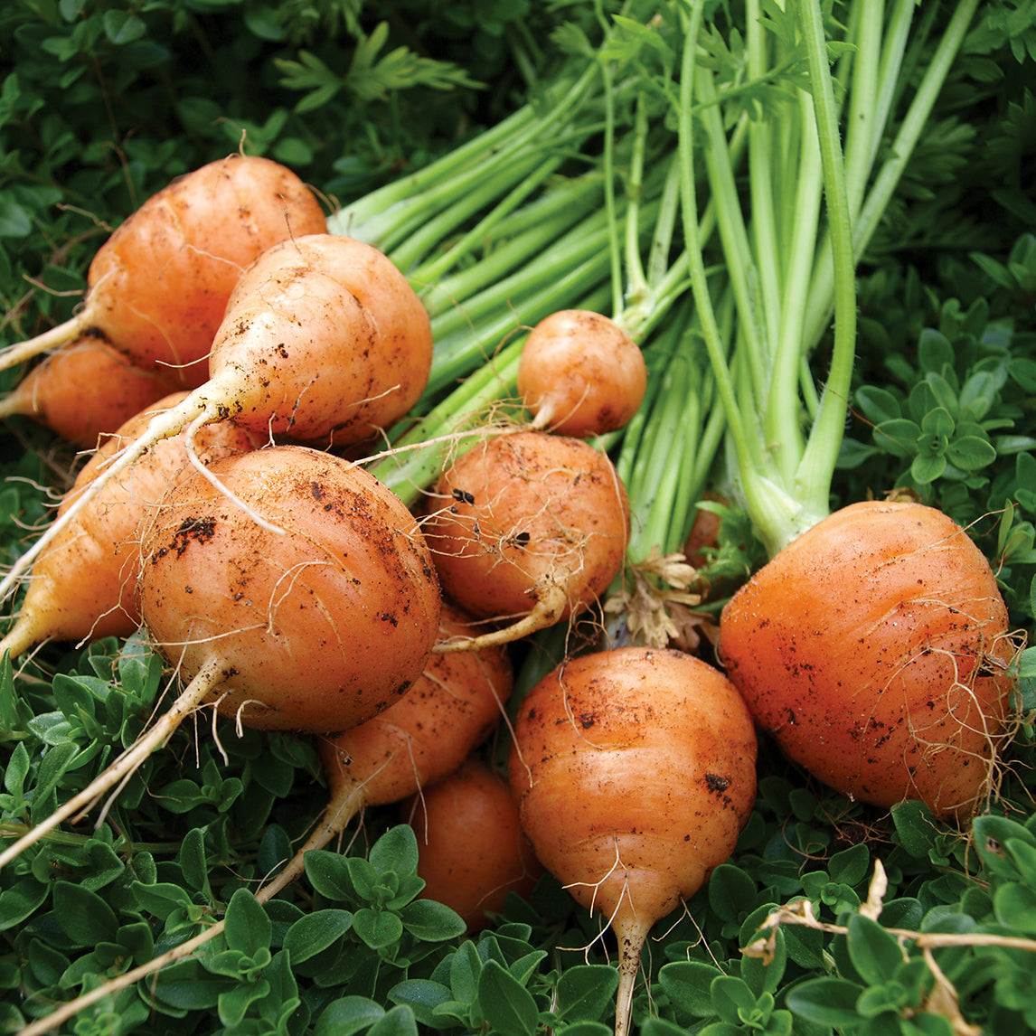 Salad Garden Patch