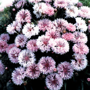 Cornflowers Pink King
