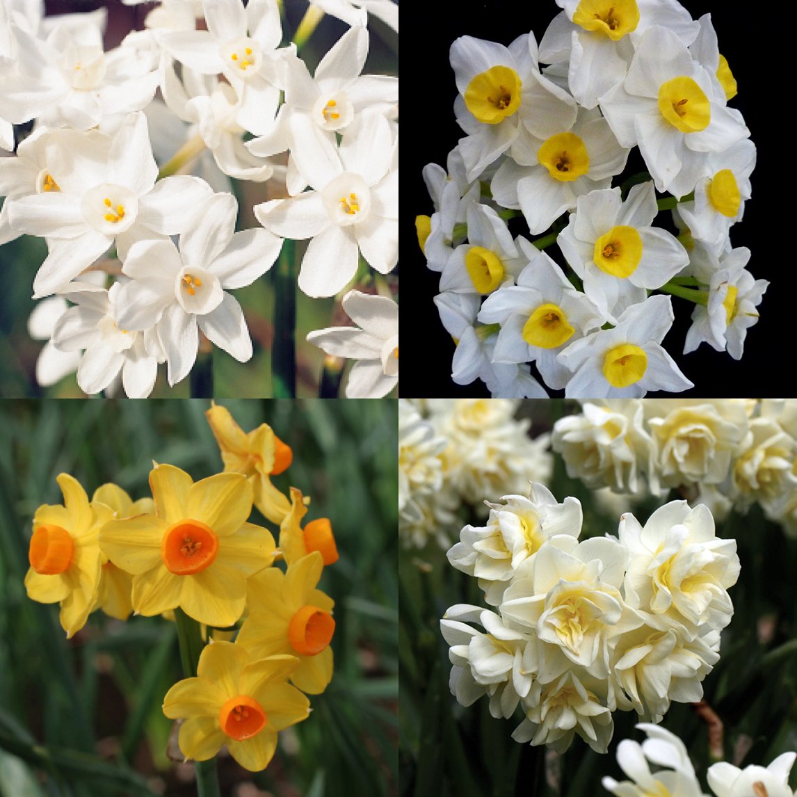 Fragrant Jonquil Collection