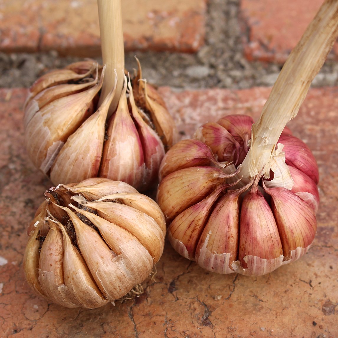 Garlic 'Rojo de Castro' (2 Heads)
