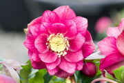 Hellebore 'Double Rose Pink'