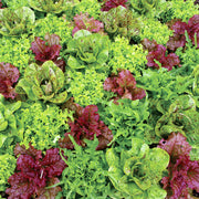 Seed Tin - Heirloom Lettuce Mix
