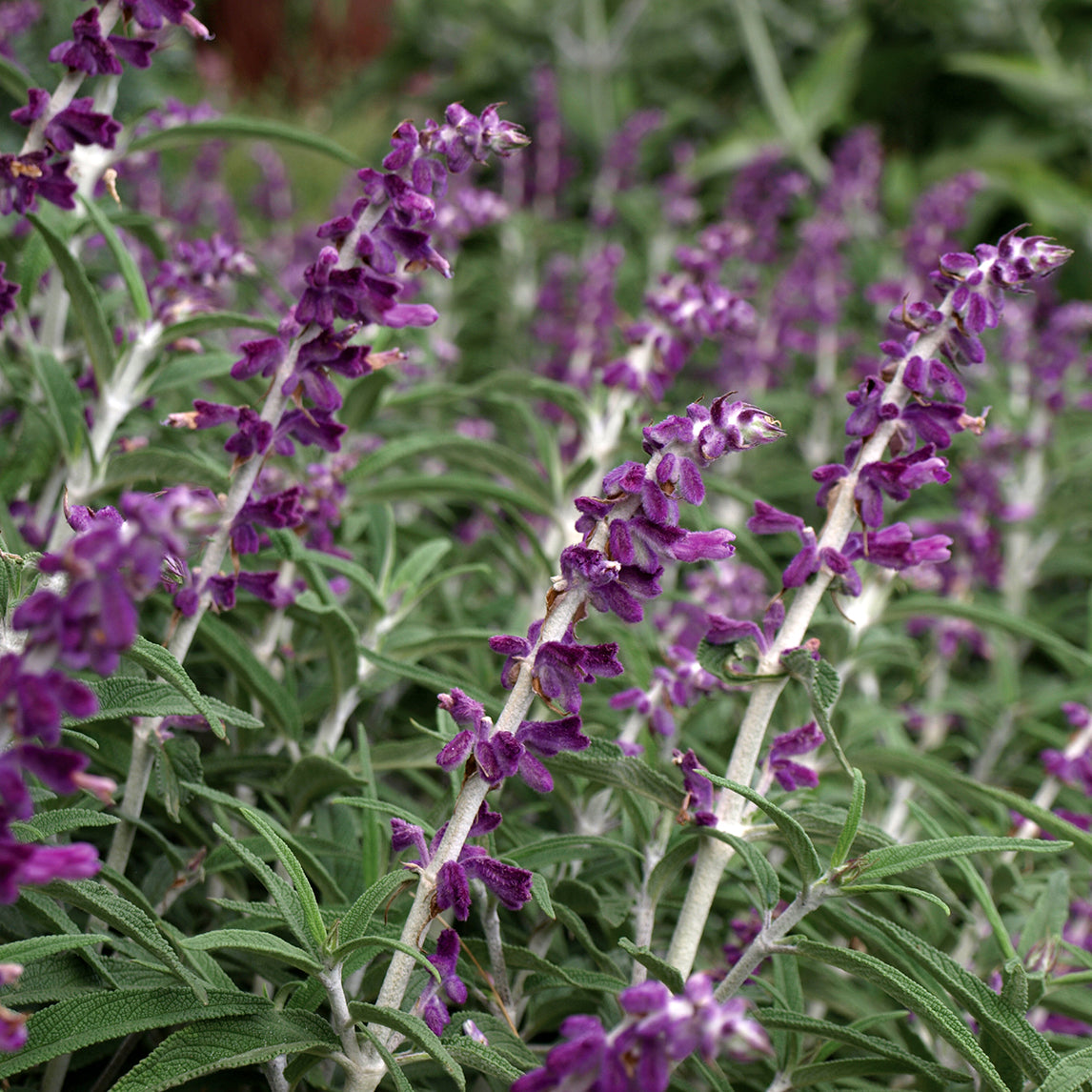 Mexican Sage