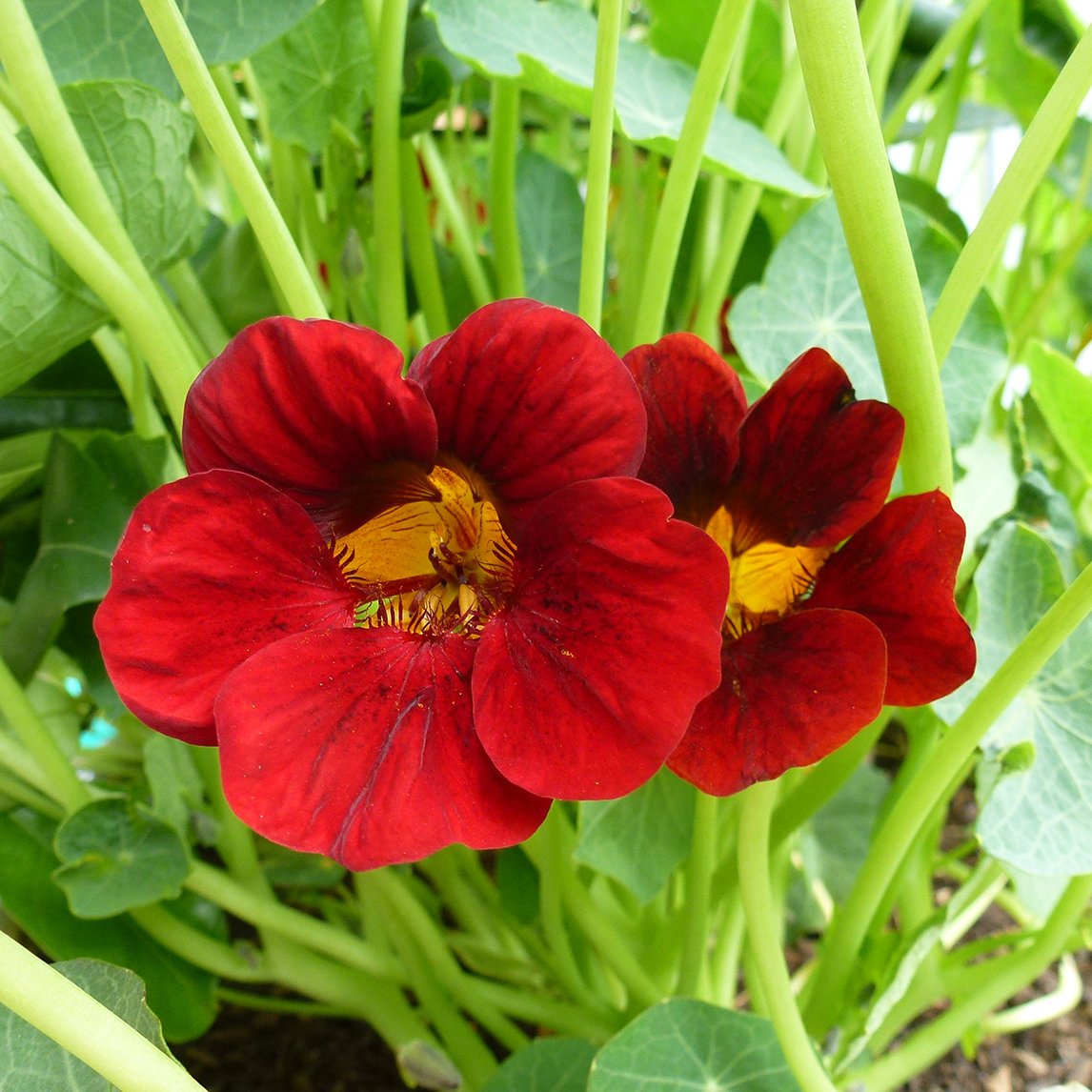 NASTURTIUM ‘BLACK VELVET’