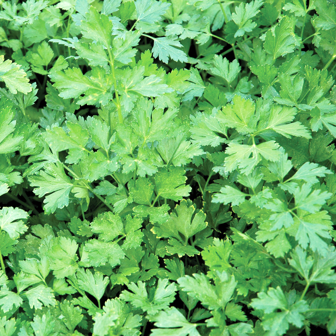 Free Parsley 'Continental' - Free Seed Offer