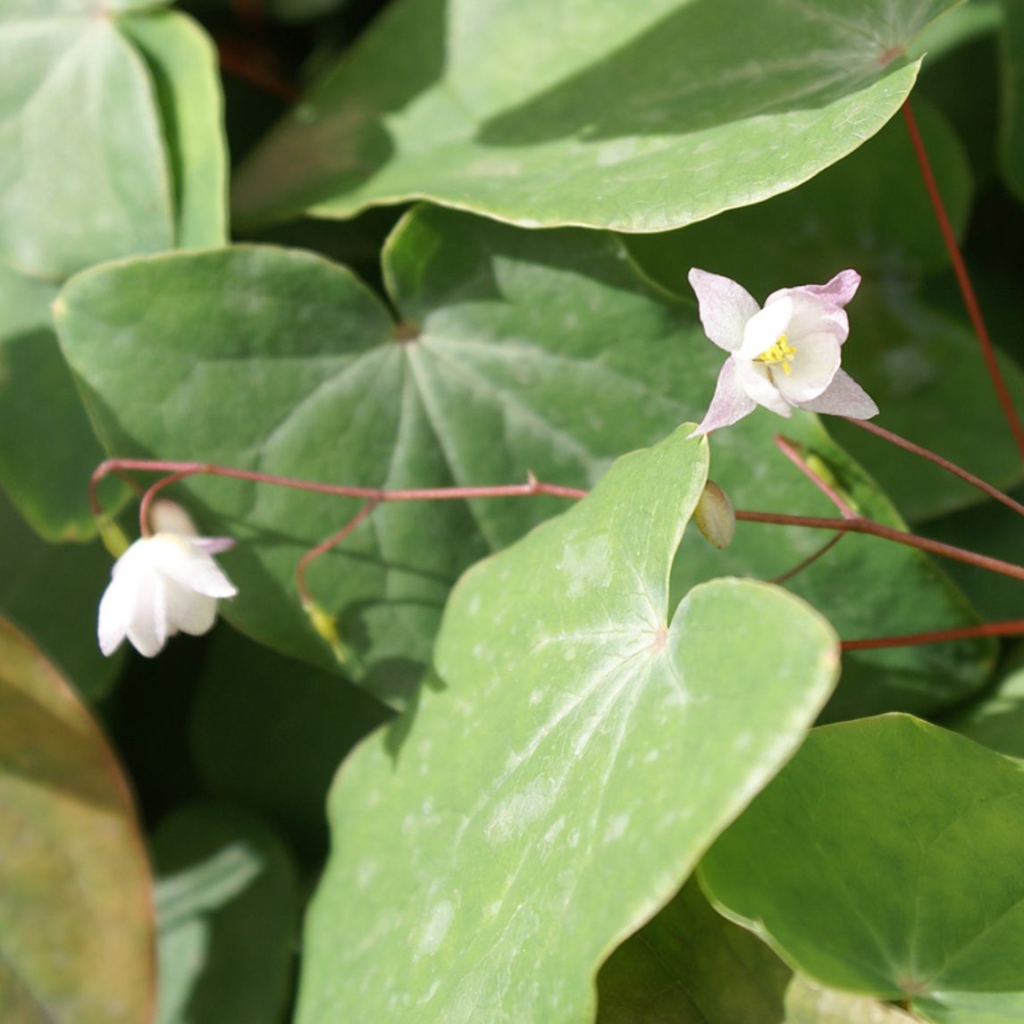 Epimedium x youngianum 'Pink Blush'