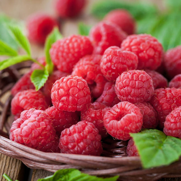 Deep Raspberry Long Champ Long Harvest Raspberry Collection - The Diggers Club